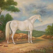 Cavallo bianco nel bosco