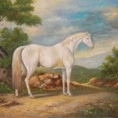 Cavallo bianco nel bosco