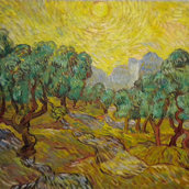 La piantagione di olivi