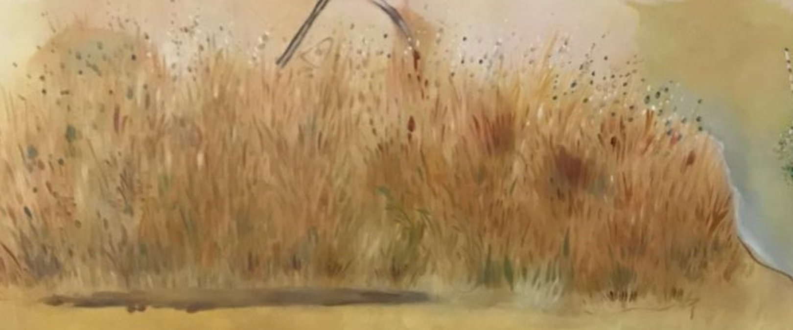 Cornfield on summer Cornfield on summer