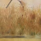 Cornfield on summer Cornfield on summer