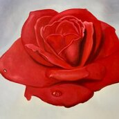 La Rosa Meditativa 90X60cm